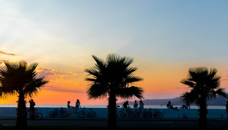 palm tree near body of water during sunset