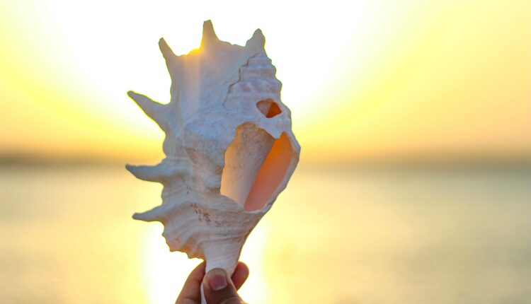 white conch shell